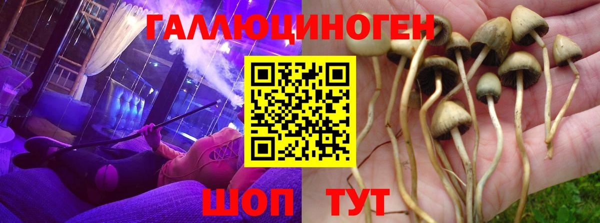 Псилоцибиновые грибы Psilocybine cubensis Тара